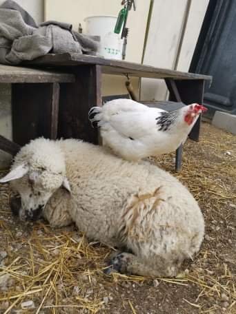 belle amitié entre Flockie et la poule blanche