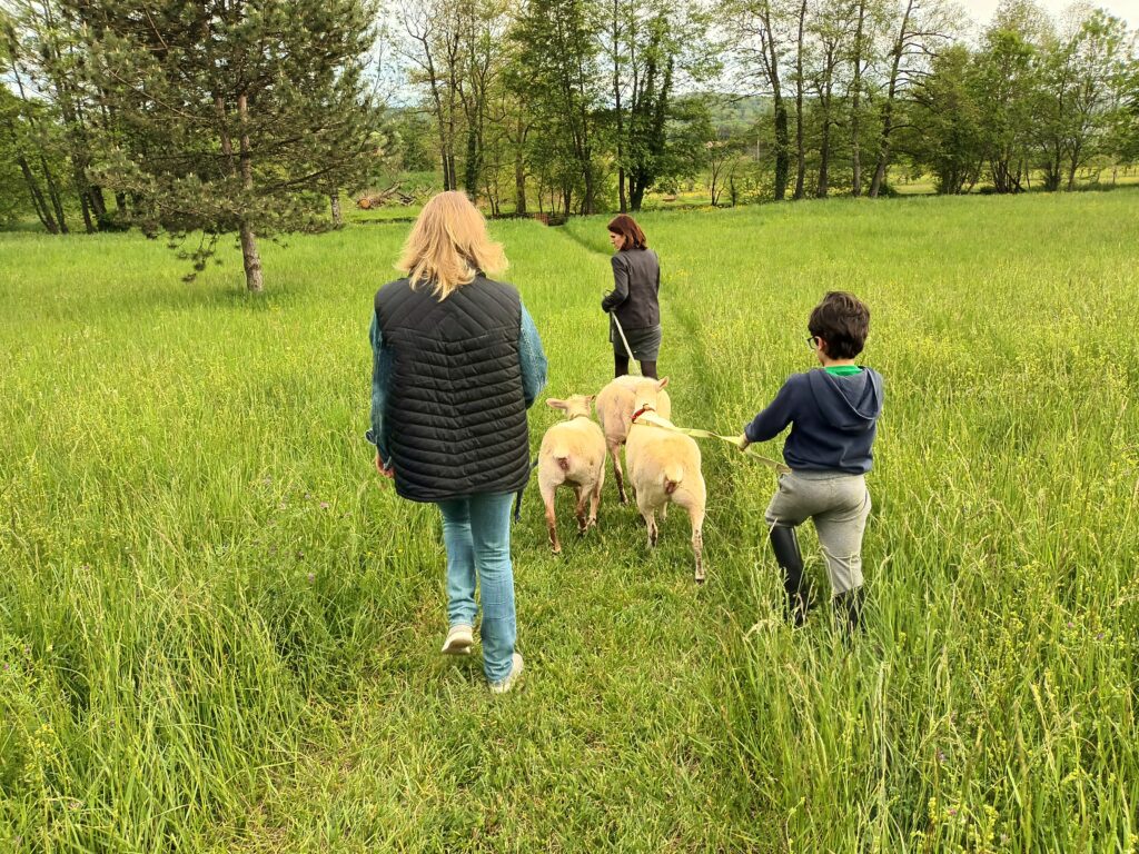 Promenade moutons