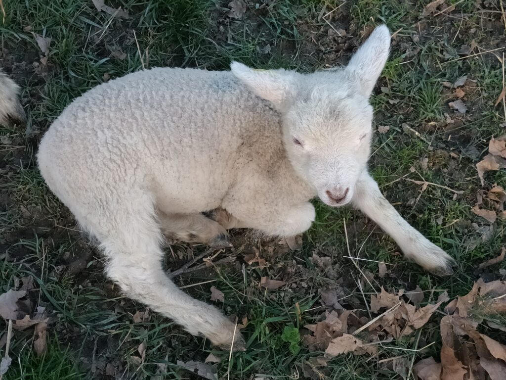 titi trop mimi