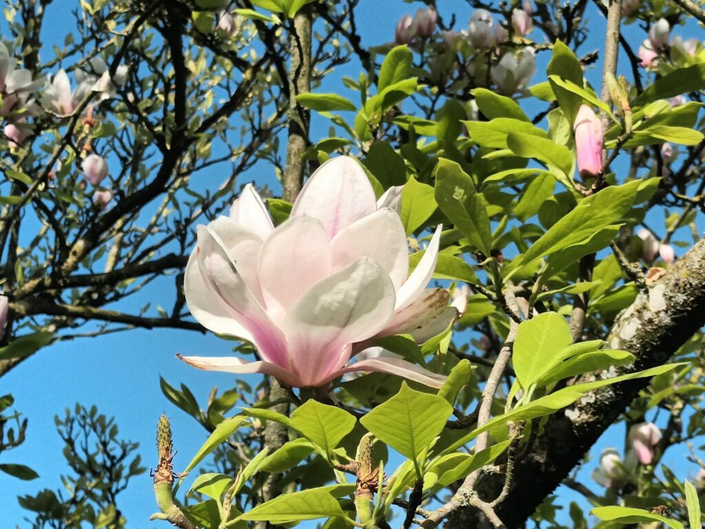 Le magnolia