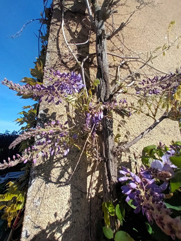 La glycine