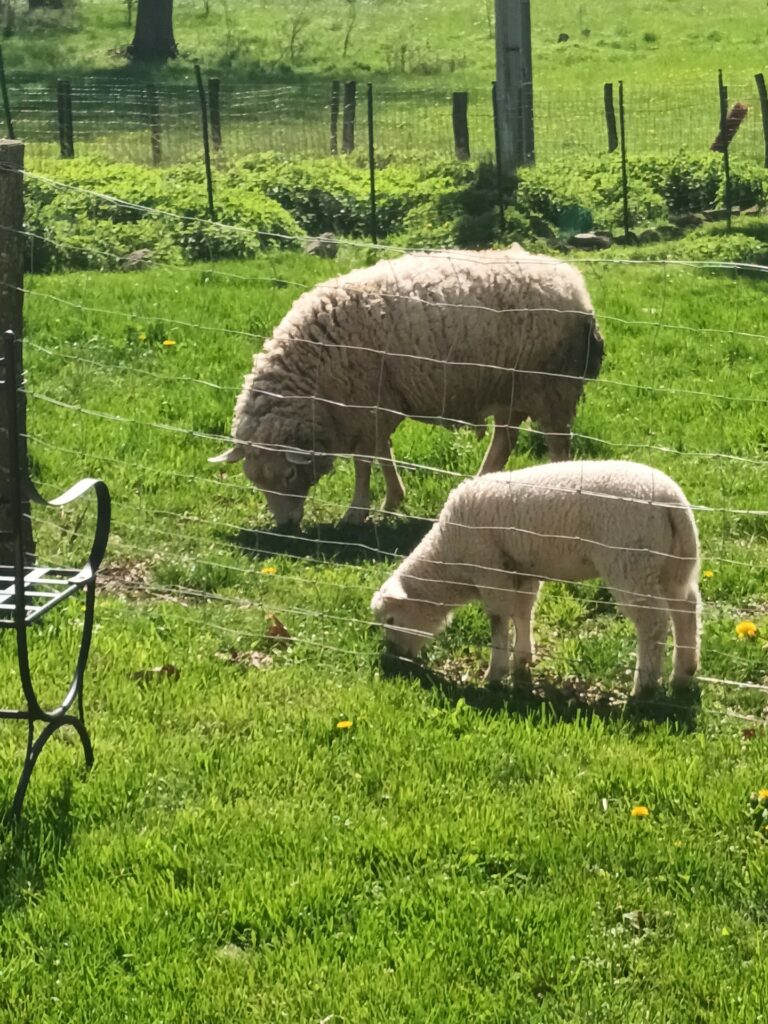 Moutons et agneaux