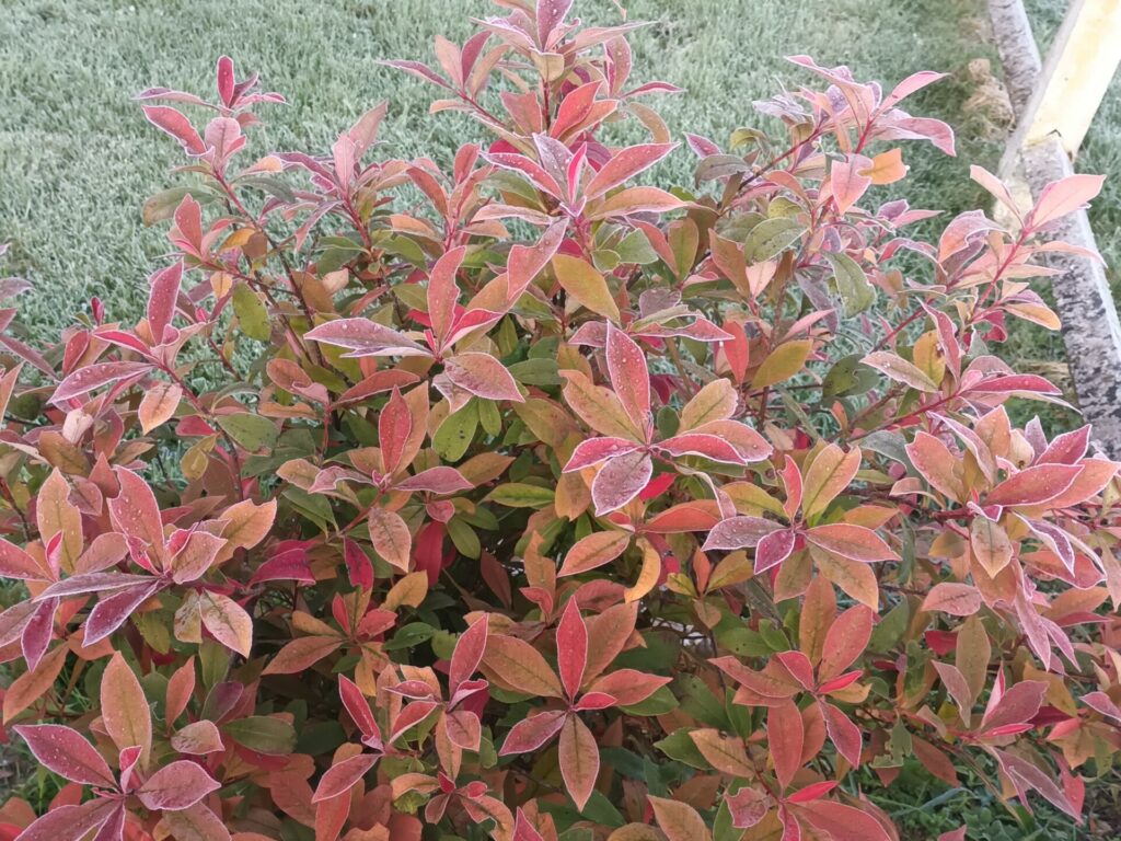 photinia et le gel