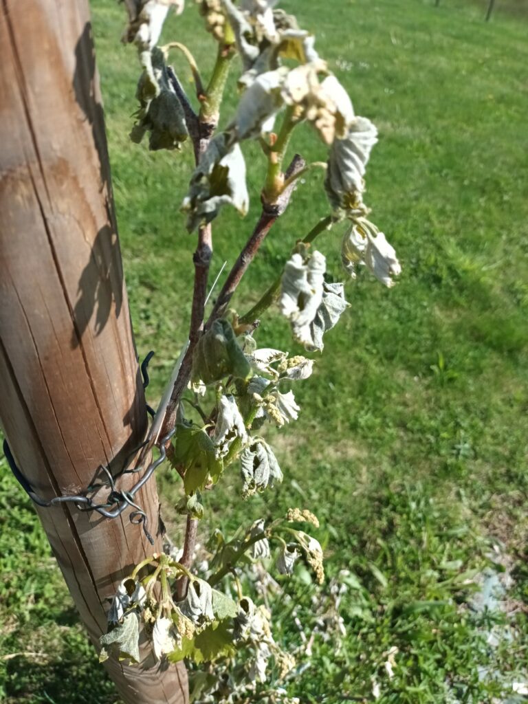 le gel sur la vigne