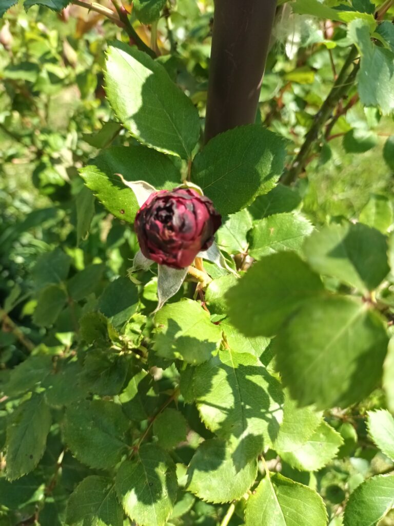 le gel sur les rosiers