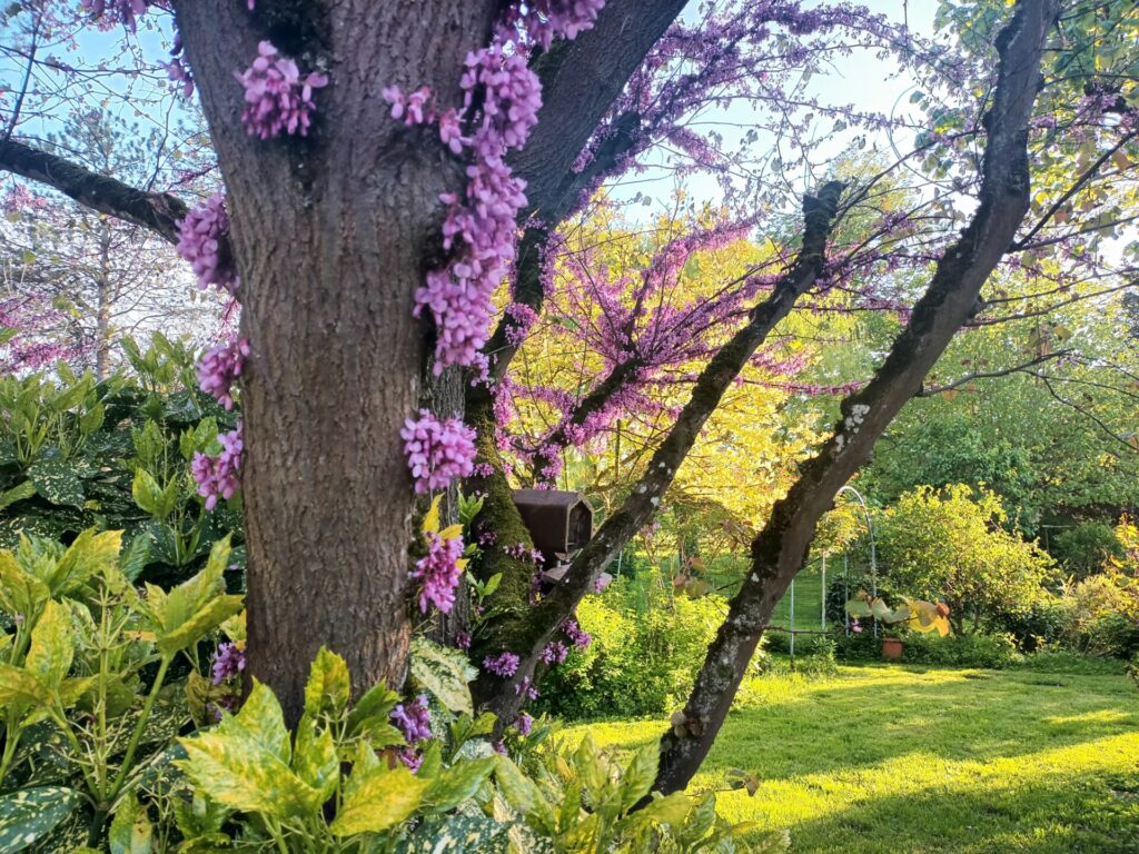 arbre de judée