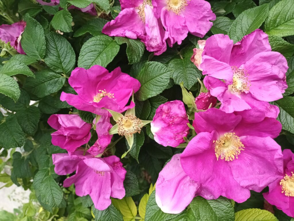 Rose pour occuper les talus