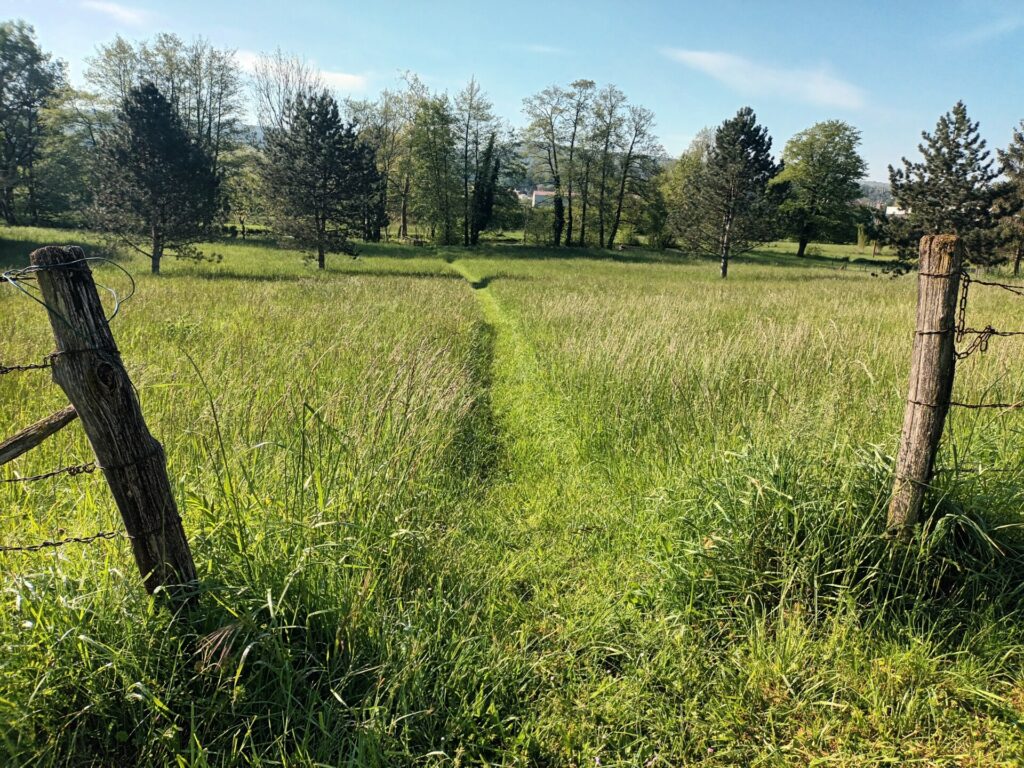 chemin d'accès vers l'étang