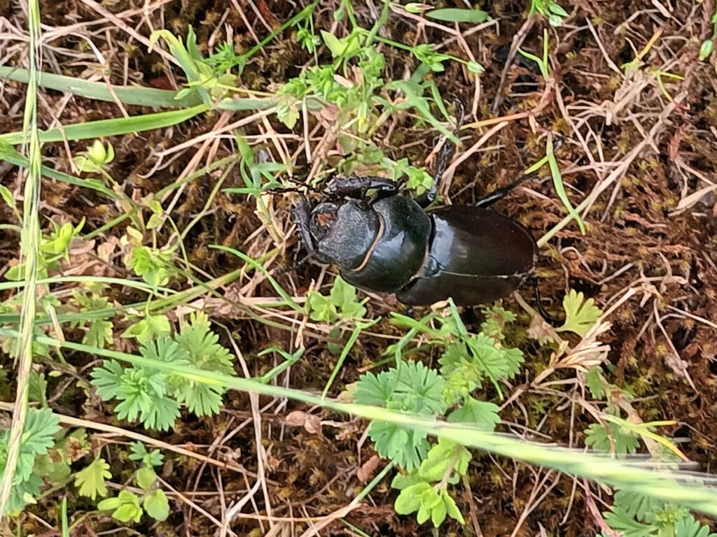 Lukan, très utile au jardin