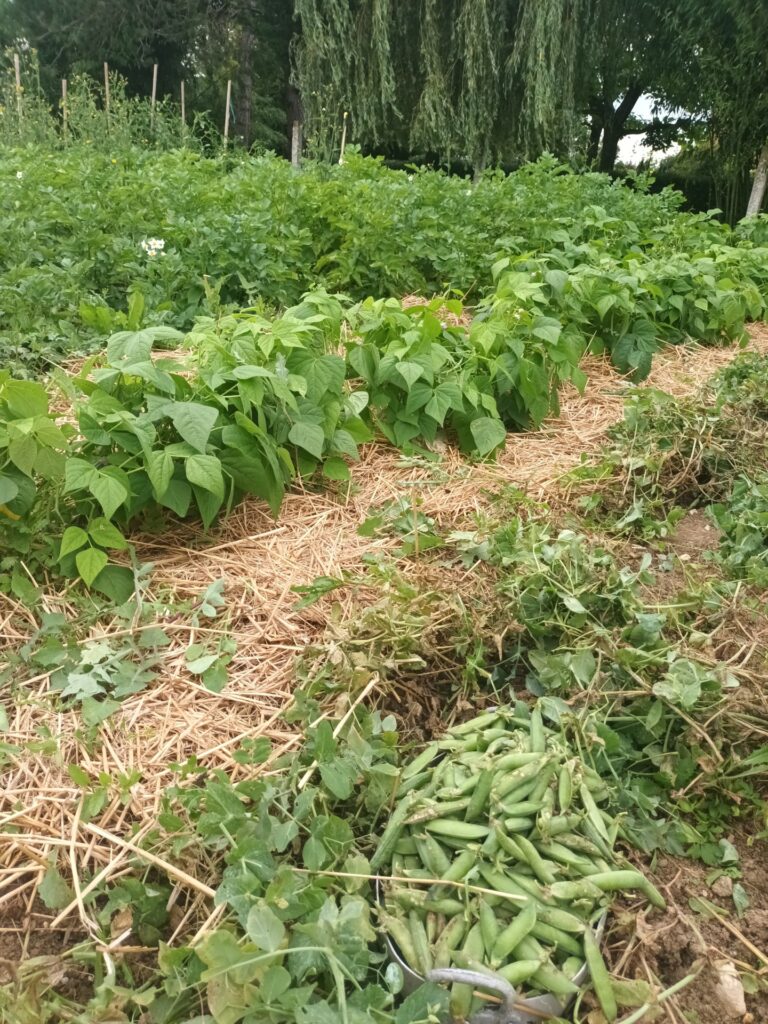 Les haricots verts pointent leur nez