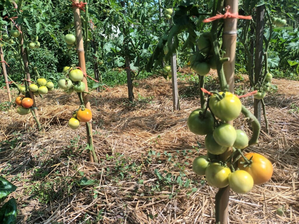 Tomates