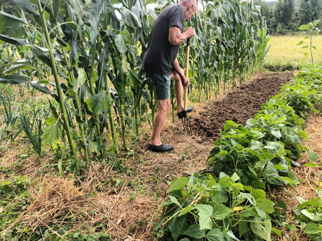 Et on recommence avec les haricots verts