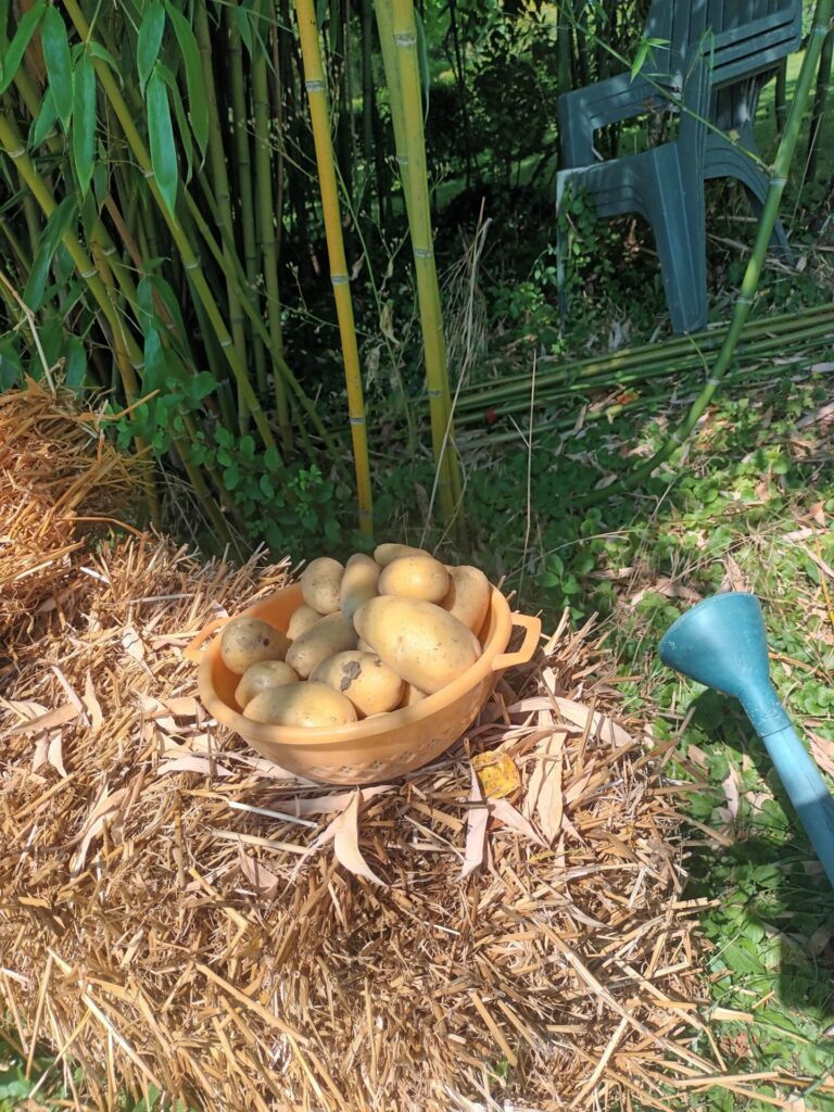 Les pommes de terre poussent au pied des soleils