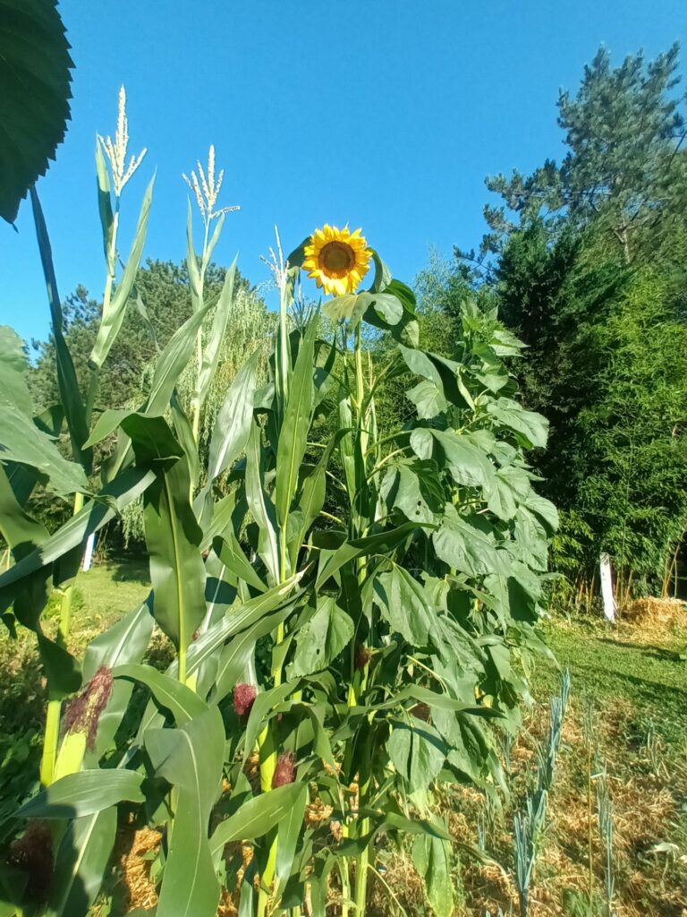 tournesol