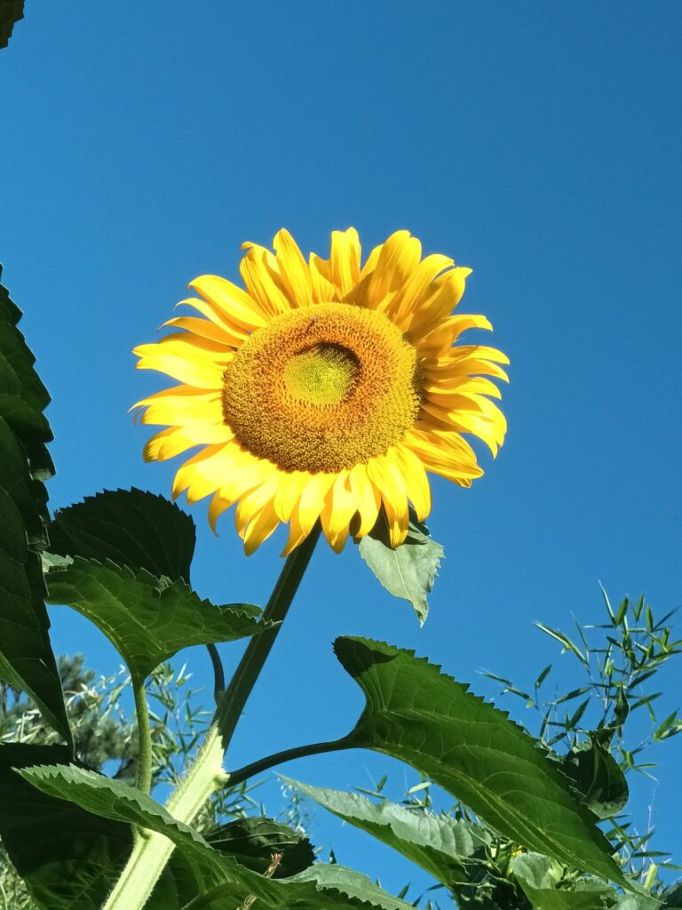 TOURNESOL