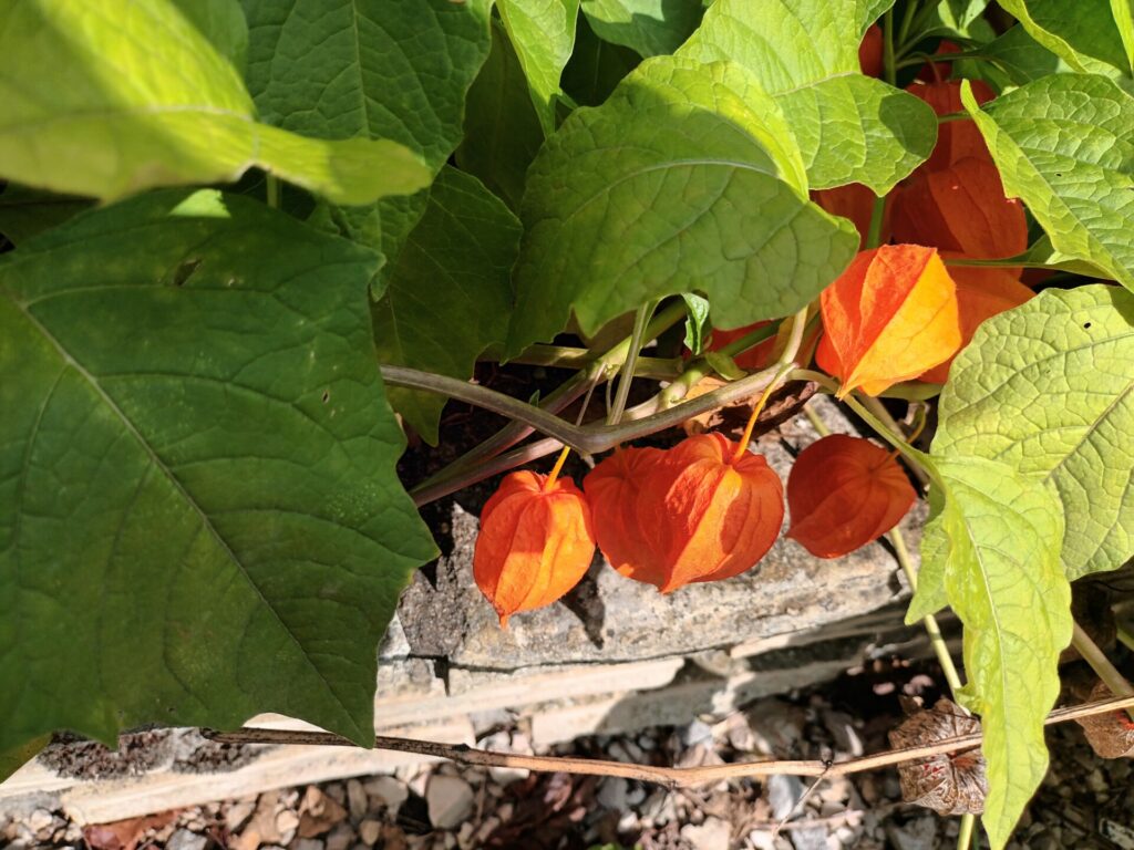 physalis