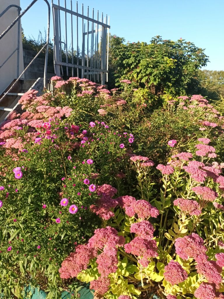 les sedums au mieux de leur forme