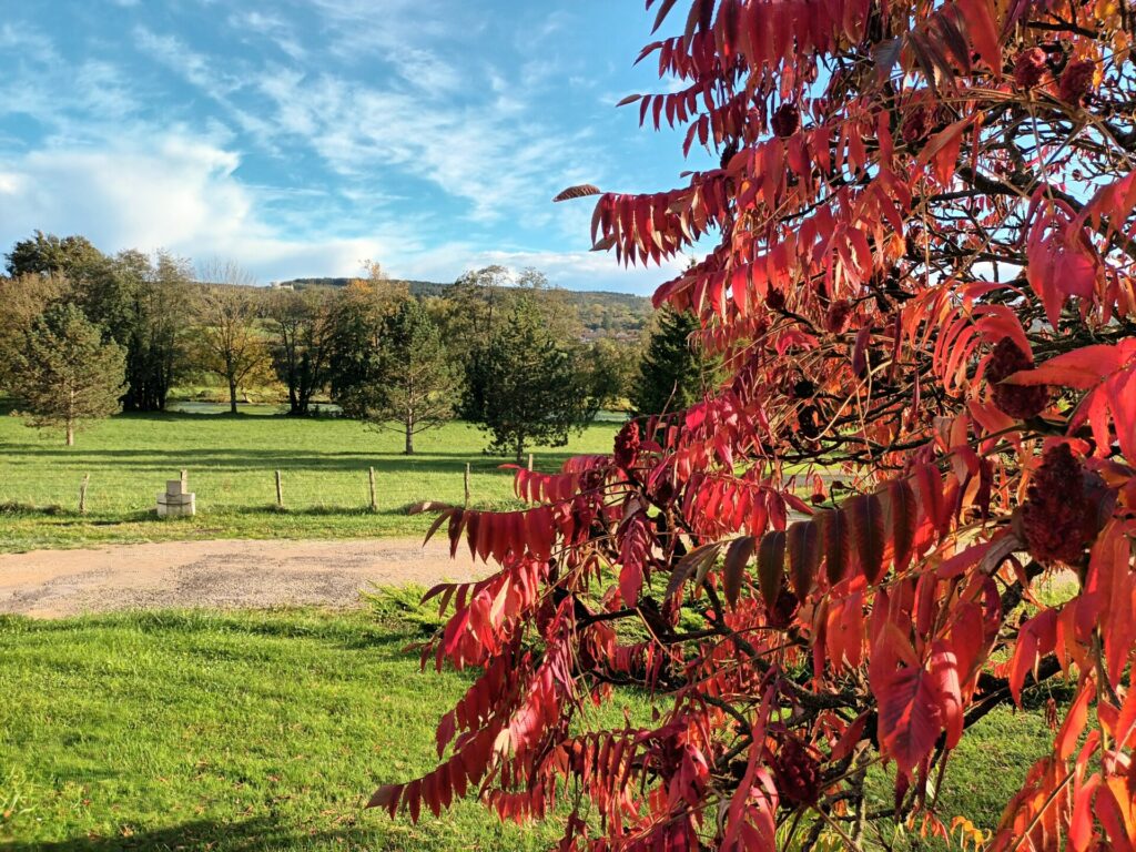 Des couleurs qui pètent sous le soleil avec le sumac de Virginie