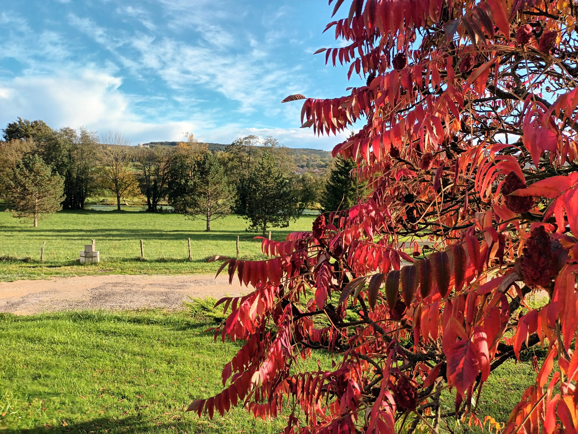 Des couleurs qui pètent sous le soleil avec le sumac de Virginie