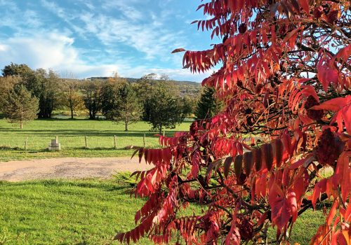 Des couleurs qui pètent sous le soleil avec le sumac de Virginie